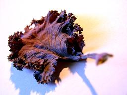 redleafsmall